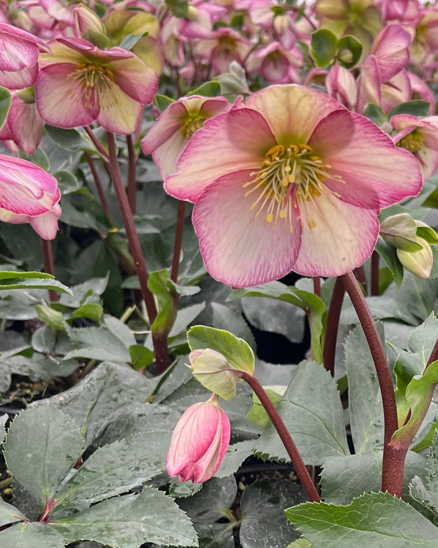 Helleborus HGC® Ice N' Roses® Picotee (Helleborus Gold Collection