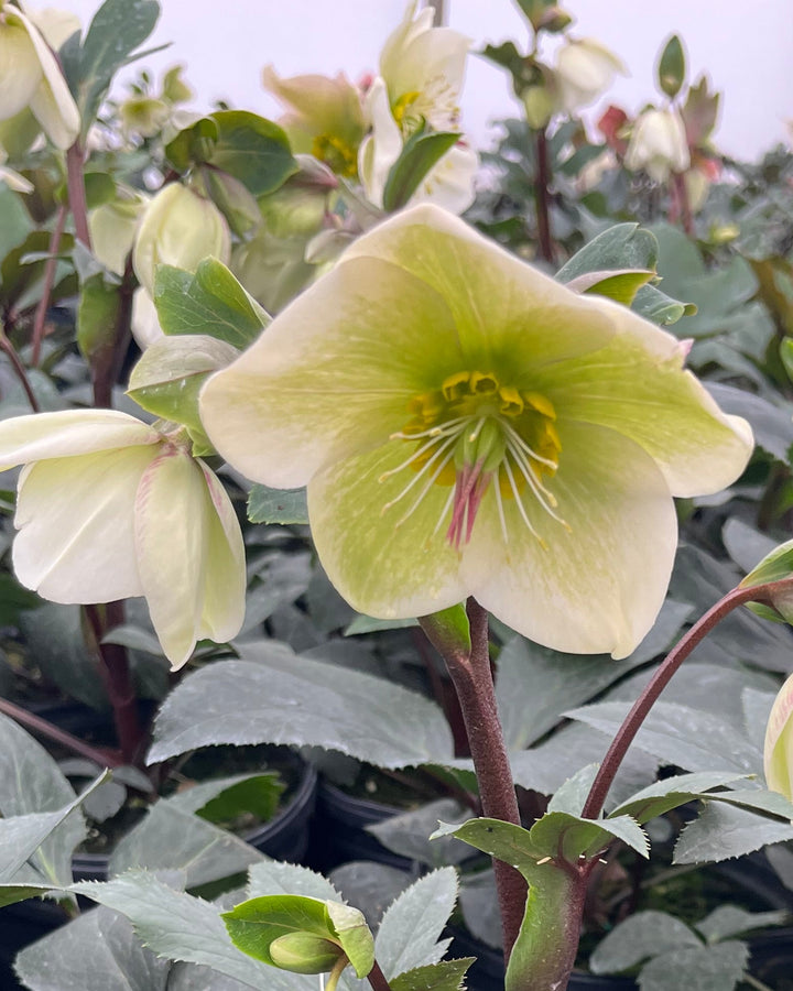 Helleborus HGC® Ice N' Roses® White (Helleborus Gold Collection® Lenton Rose)