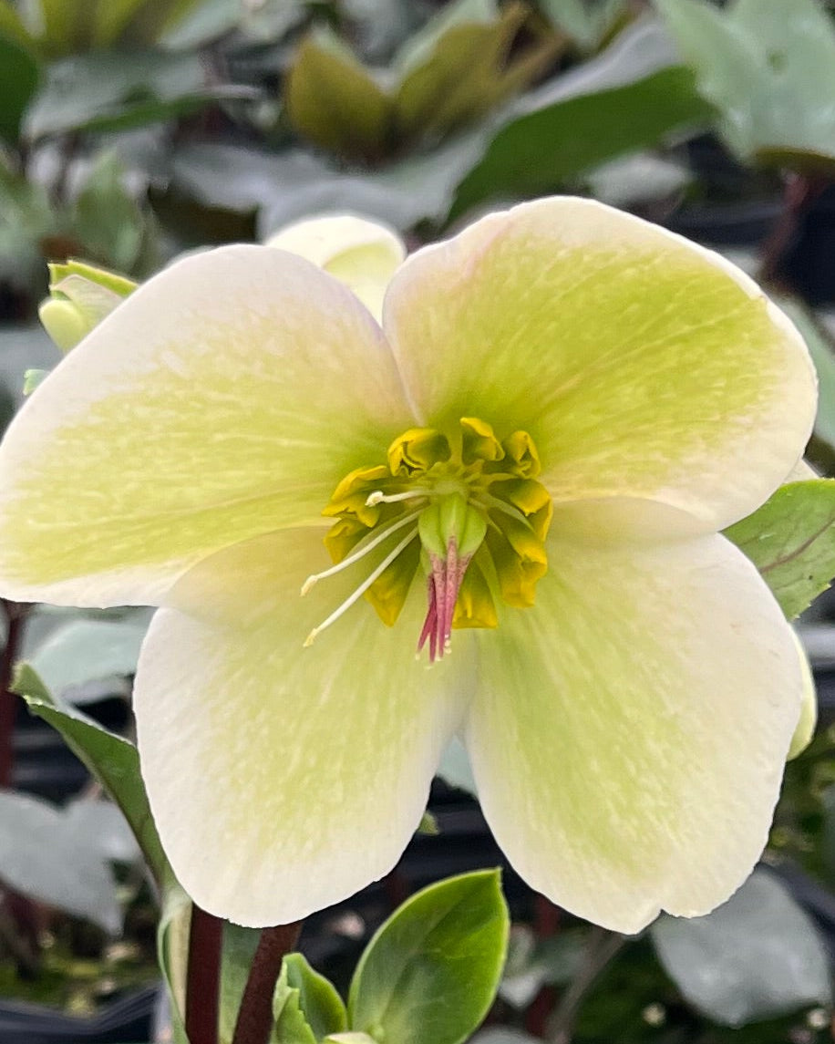 Helleborus HGC® Ice N' Roses® White (Helleborus Gold Collection® Lenton Rose)