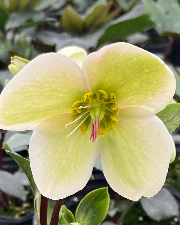 Helleborus HGC® Ice N' Roses® White (Helleborus Gold Collection® Lenton Rose)