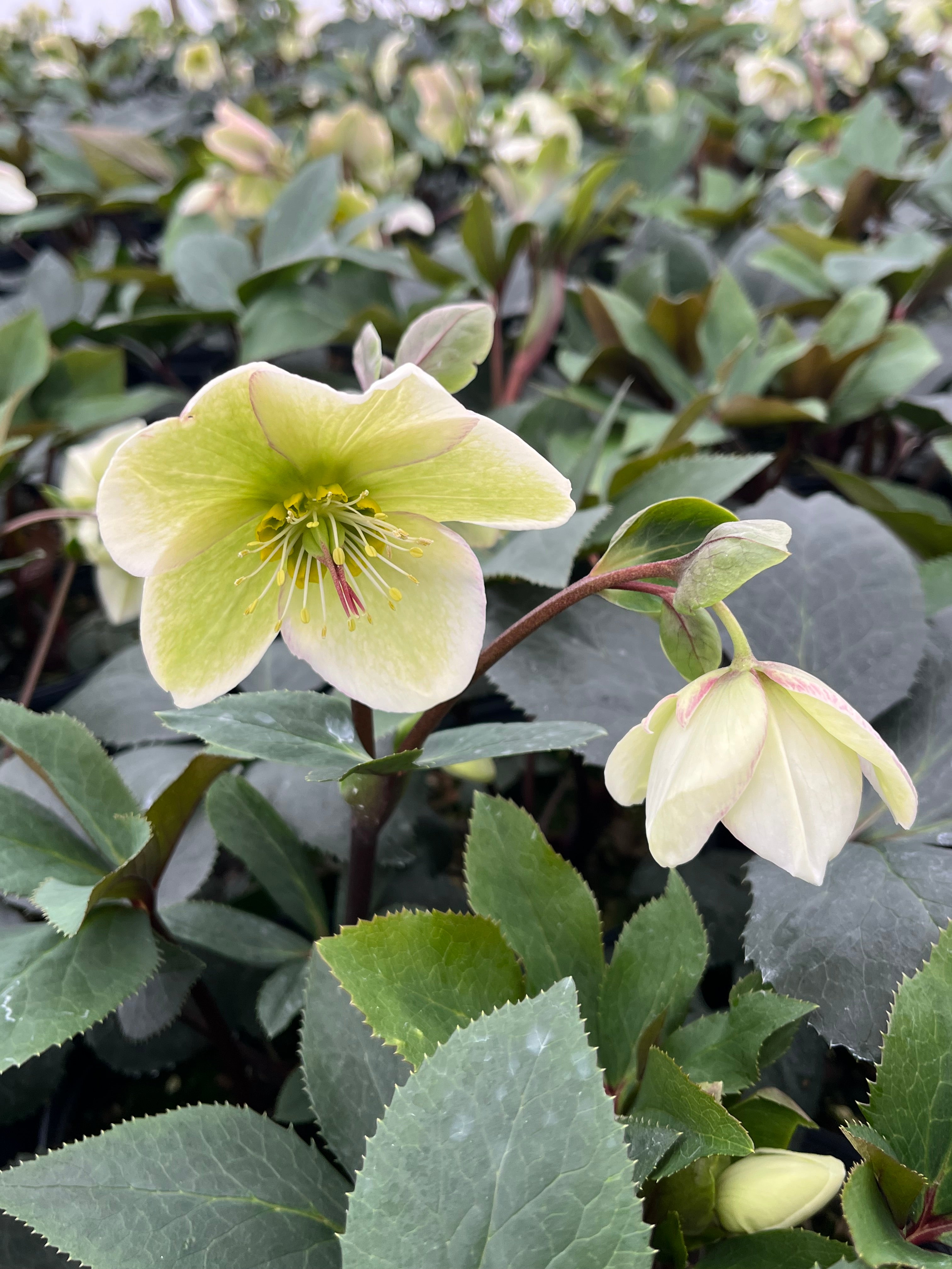 Perennial Farm Marketplace Helleborus Ivory Prince