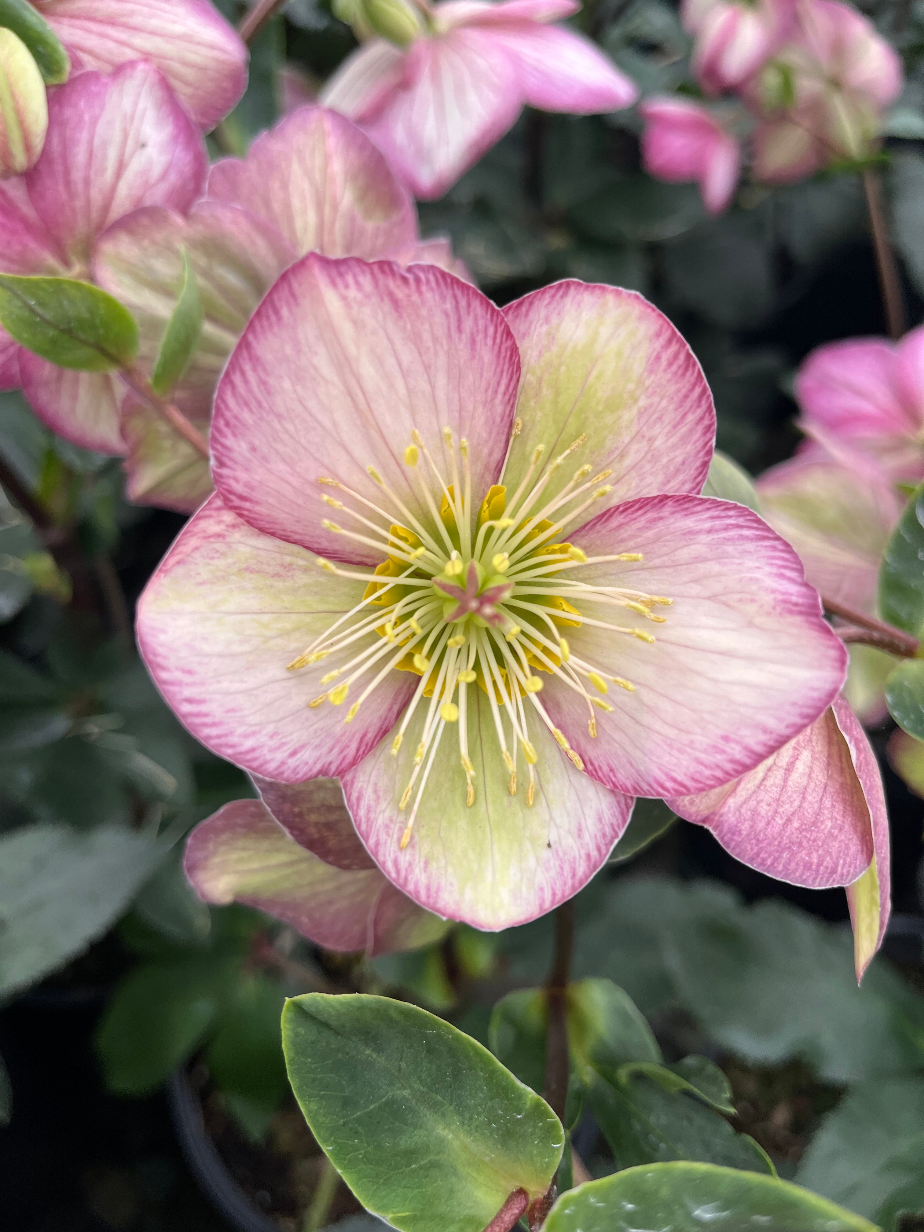 Helleborus HGC® Ice N' Roses® Picotee (Helleborus Gold Collection