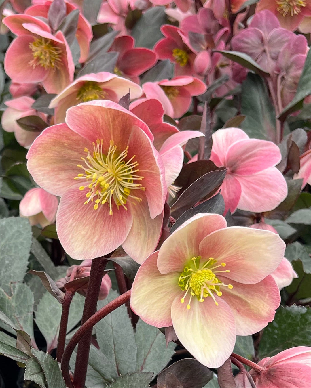 Helleborus x ballardiae HGC® 'Pink Frost' (Helleborus Gold Collection® Lenten Rose)