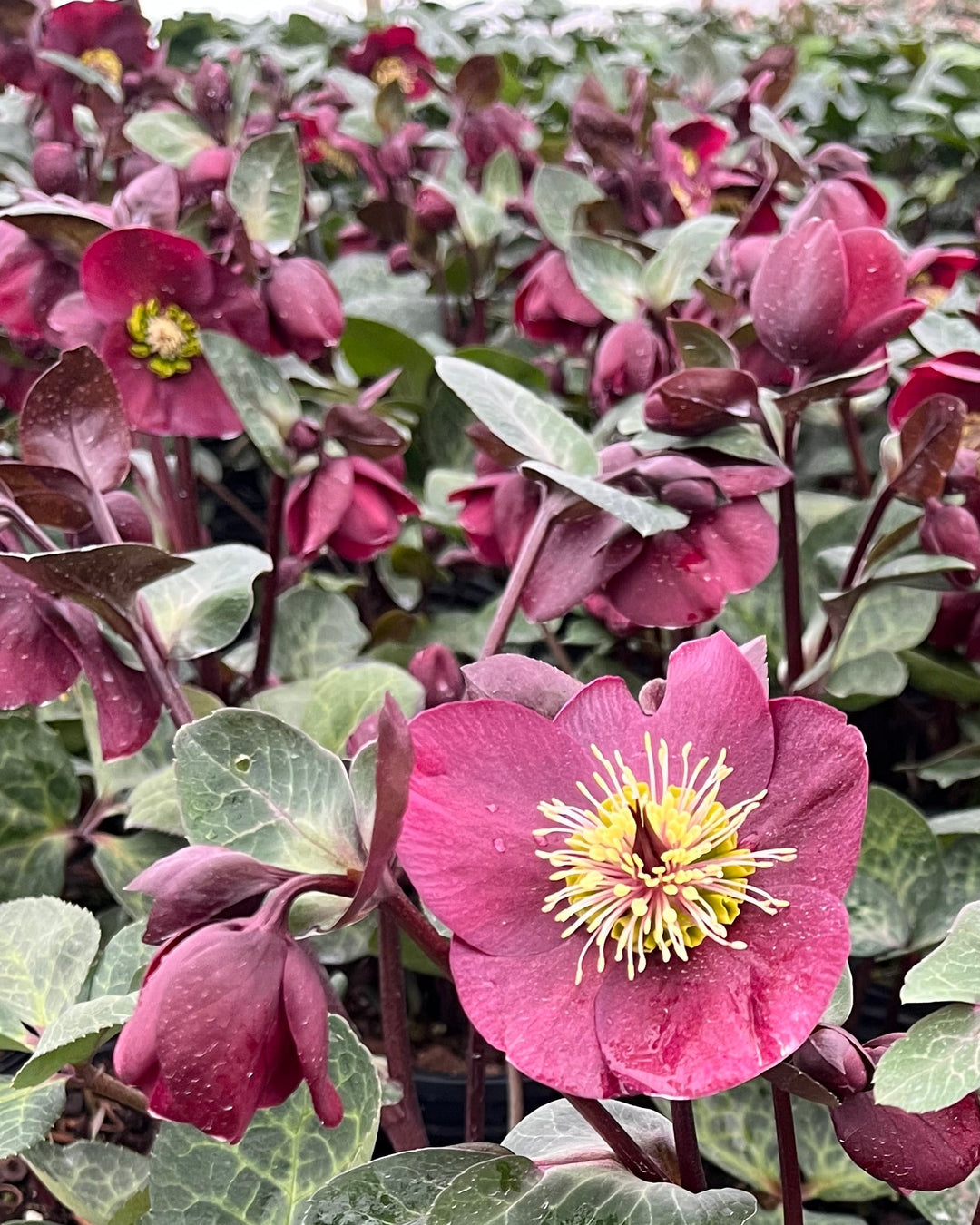 Helleborus Frostkiss® Vibey Velvet™ (Lenten Rose)