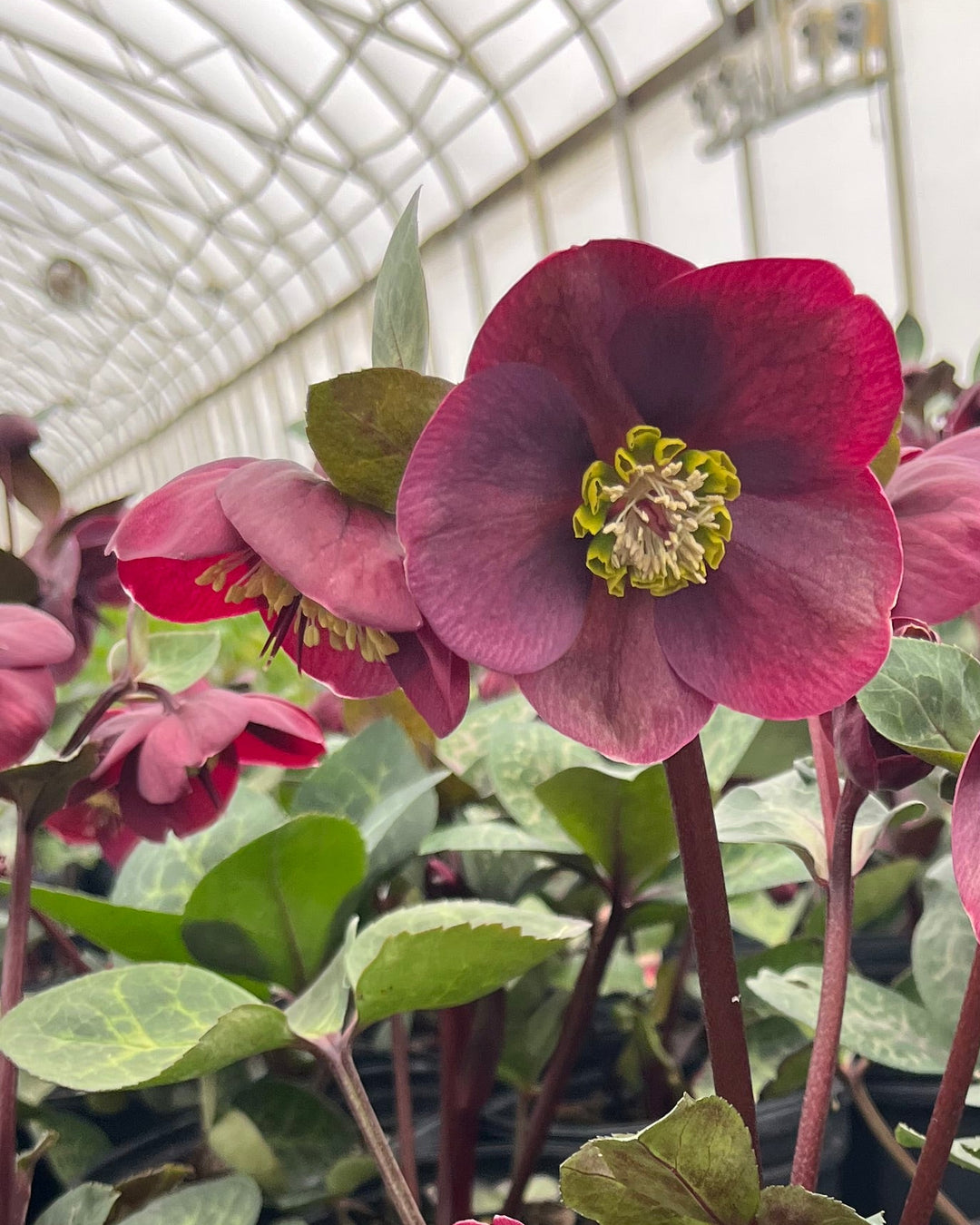 Helleborus Frostkiss® Vibey Velvet™ (Lenten Rose)