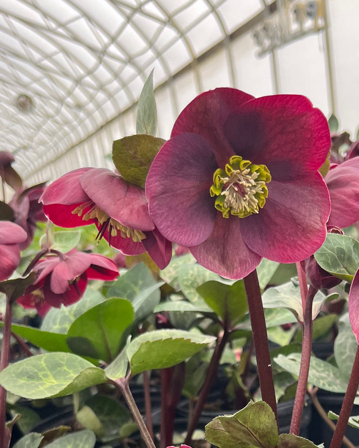 Helleborus Frostkiss® Vibey Velvet™ (Lenten Rose)