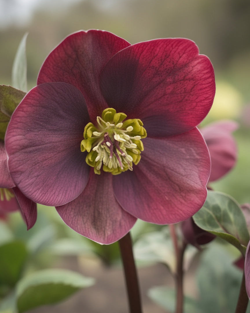 Helleborus Frostkiss® Vibey Velvet™ (Lenten Rose)