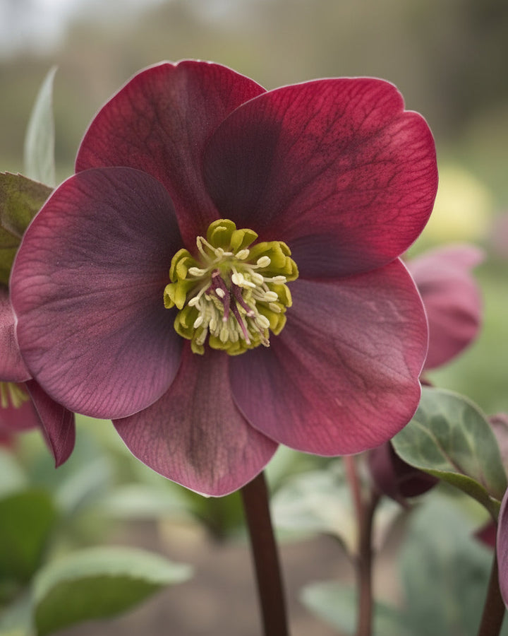 Helleborus Frostkiss® Vibey Velvet™ (Lenten Rose)