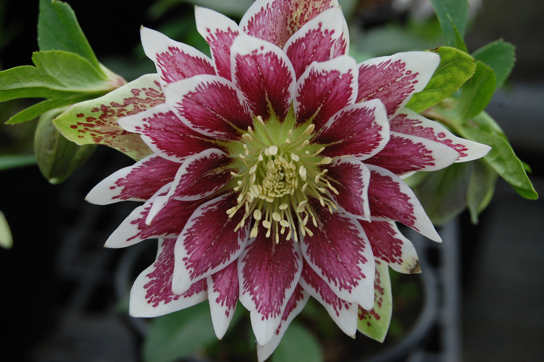 Helleborus x hybridus Winter Jewels® 'Double Painted’ (Lenten Rose)