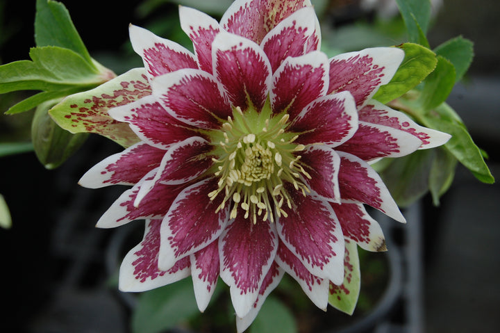 Helleborus x hybridus Winter Jewels® 'Double Painted’ (Lenten Rose)