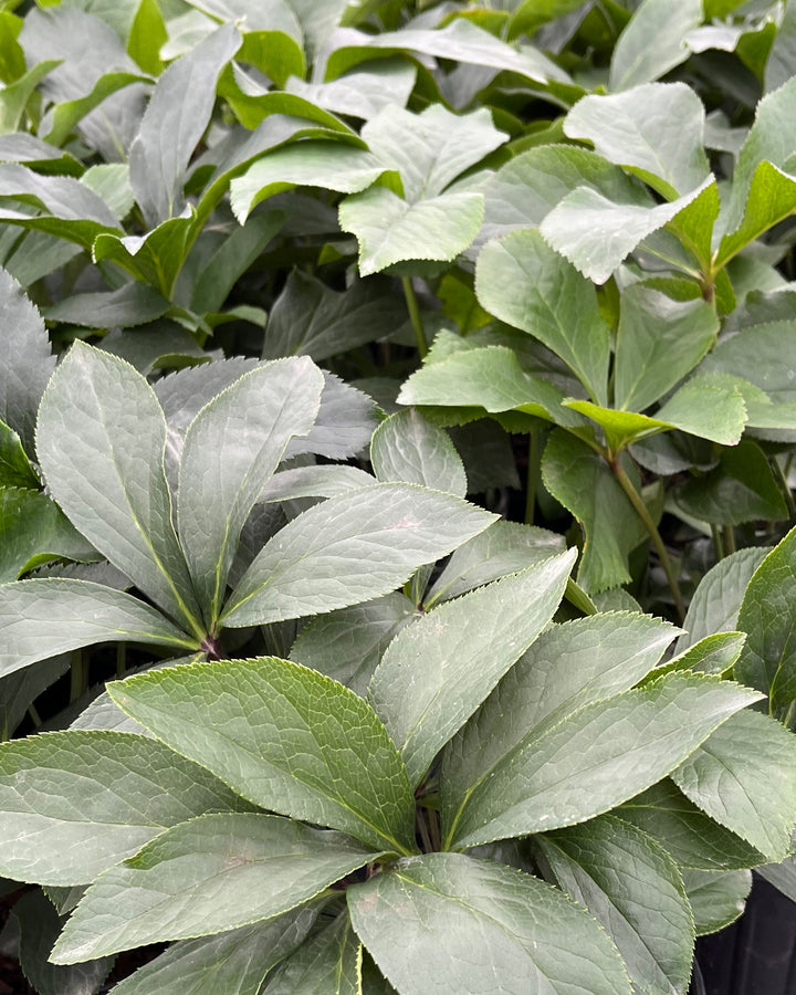 Helleborus orientalis (Lenten Rose)