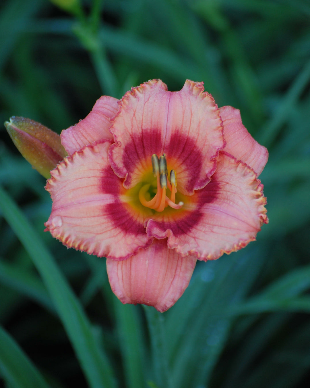 Hemerocallis 'Strawberry Candy' (Daylily)