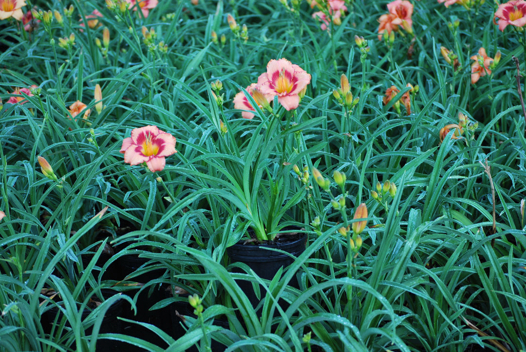 Hemerocallis 'Strawberry Candy' (Daylily)
