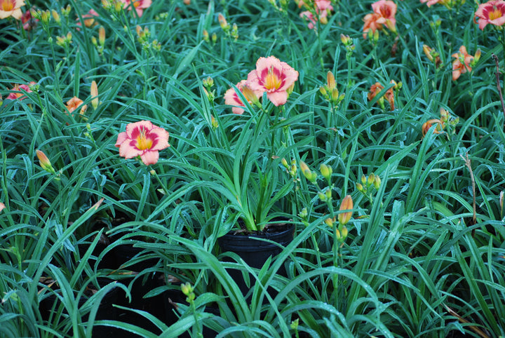 Hemerocallis 'Strawberry Candy' (Daylily)