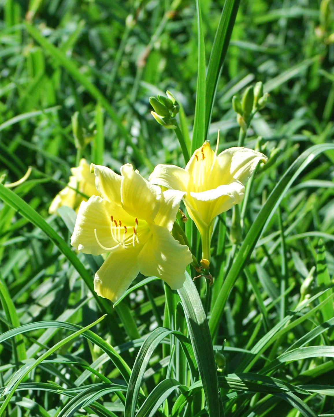 Hemerocallis 'Gail's Fragrant Treasure' (Daylily) – Perennial Farm