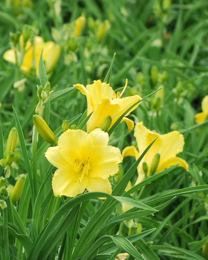 Hemerocallis 'Happy Returns' (Daylily)