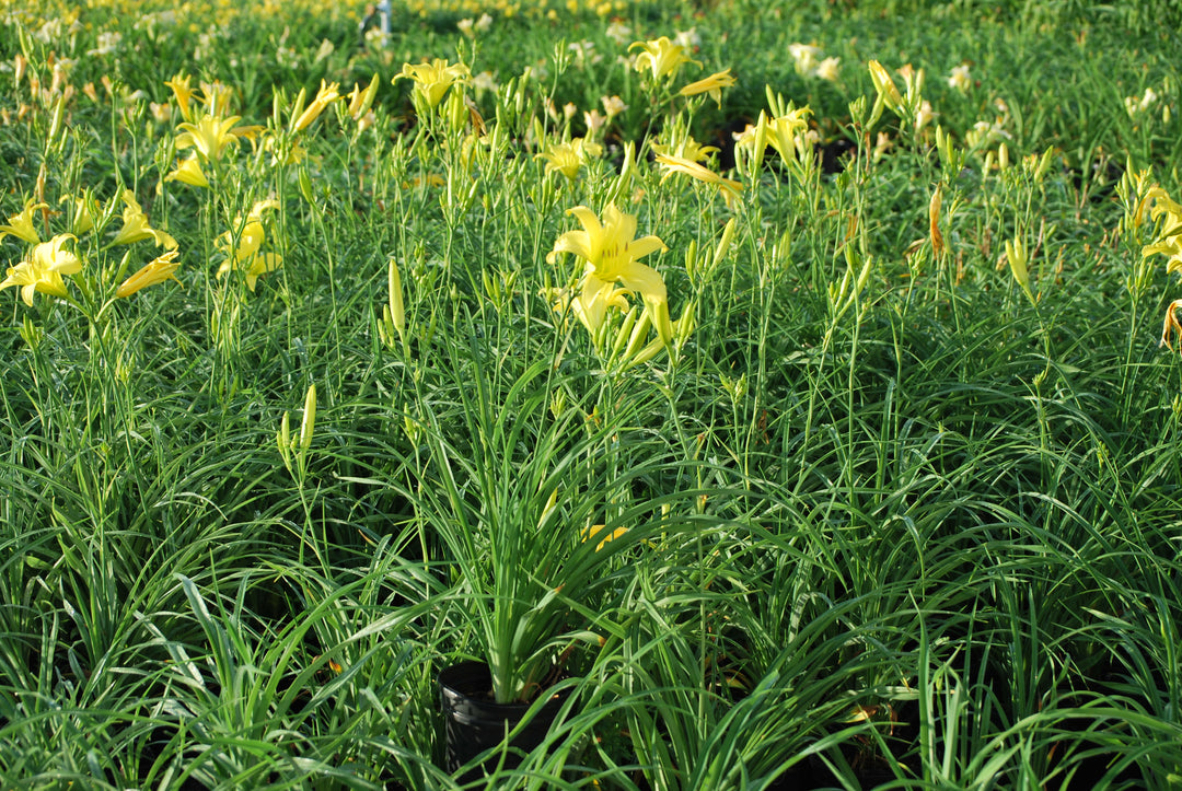 Hemerocallis 'Hyperion' (Daylily)