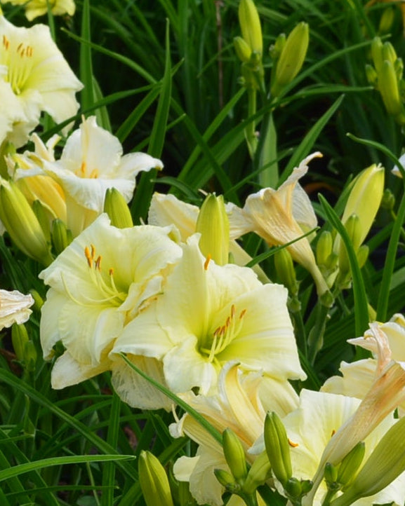 Hemerocallis 'Joan Senior' (Daylily)
