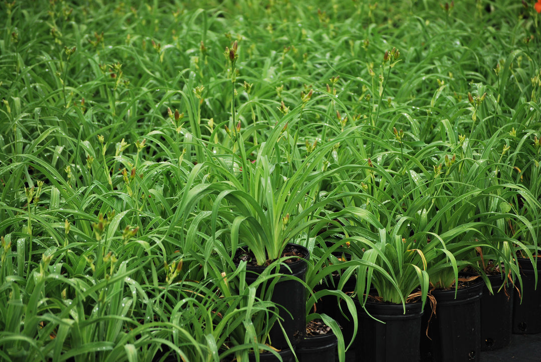 Hemerocallis 'Little Grapette' (Daylily)