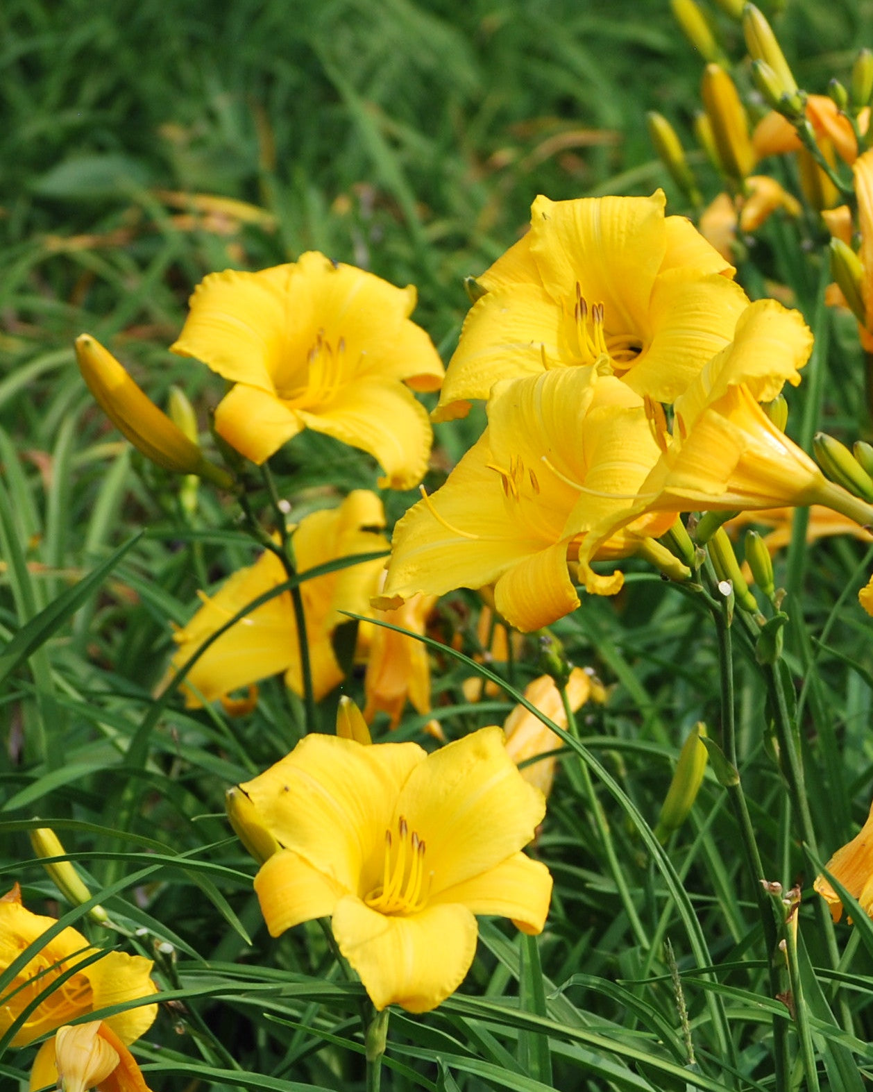 Hemerocallis 'Mary Todd' (Daylily) – Perennial Farm Marketplace