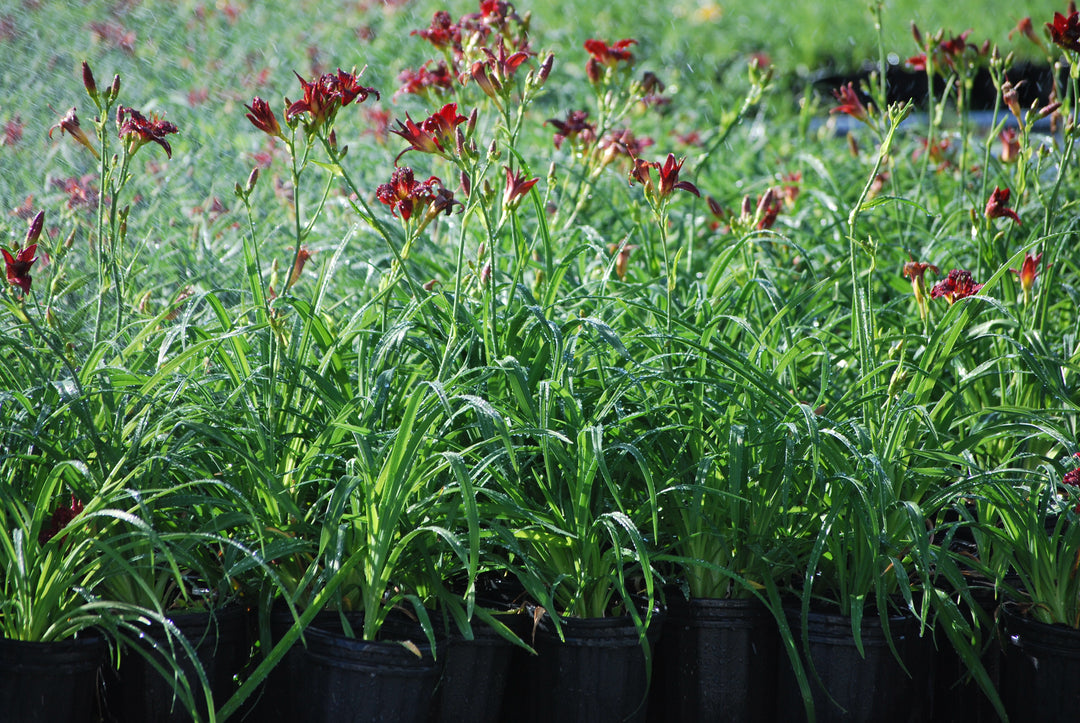 Hemerocallis 'Pardon Me' (Daylily)