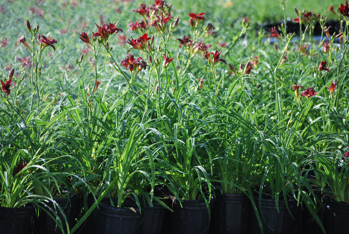 Hemerocallis 'Pardon Me' (Daylily)