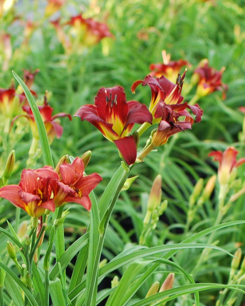 Hemerocallis 'Pardon Me' (Daylily)