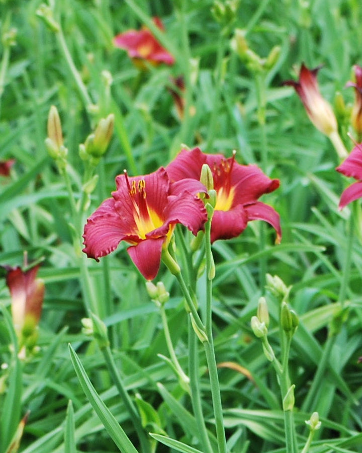 Hemerocallis 'Pardon Me' (Daylily)