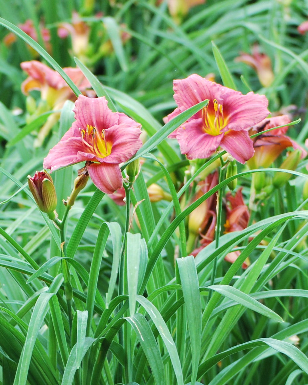 Hemerocallis 'Rosy Returns' (Daylily)