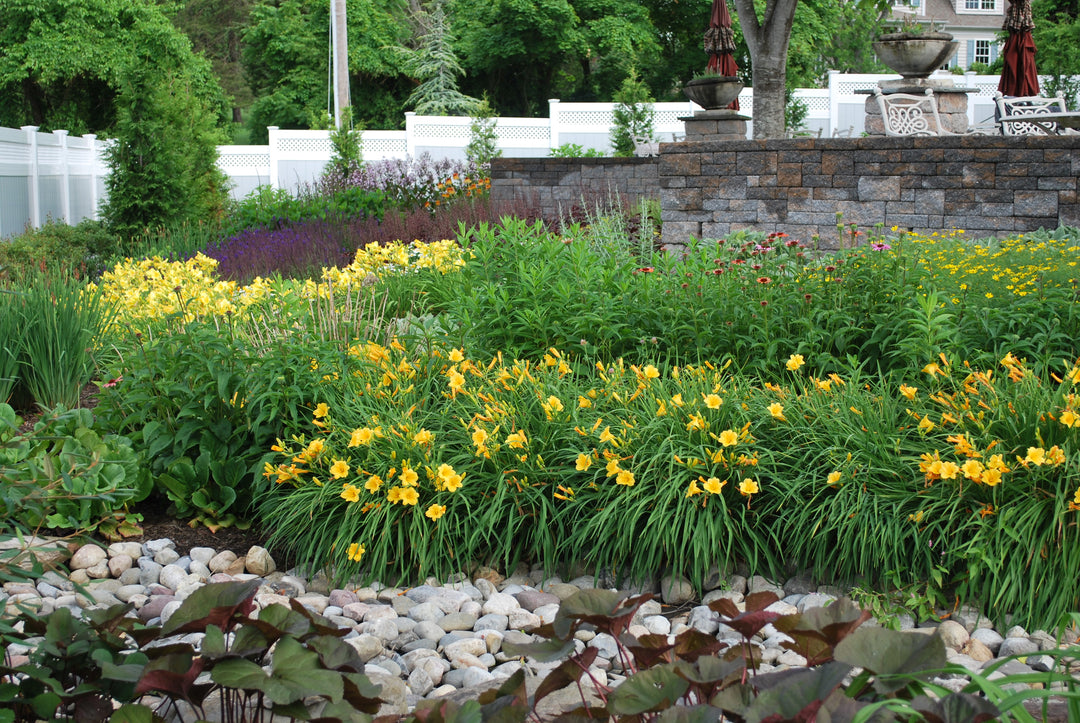 Hemerocallis 'Stella de Oro' (Daylily)