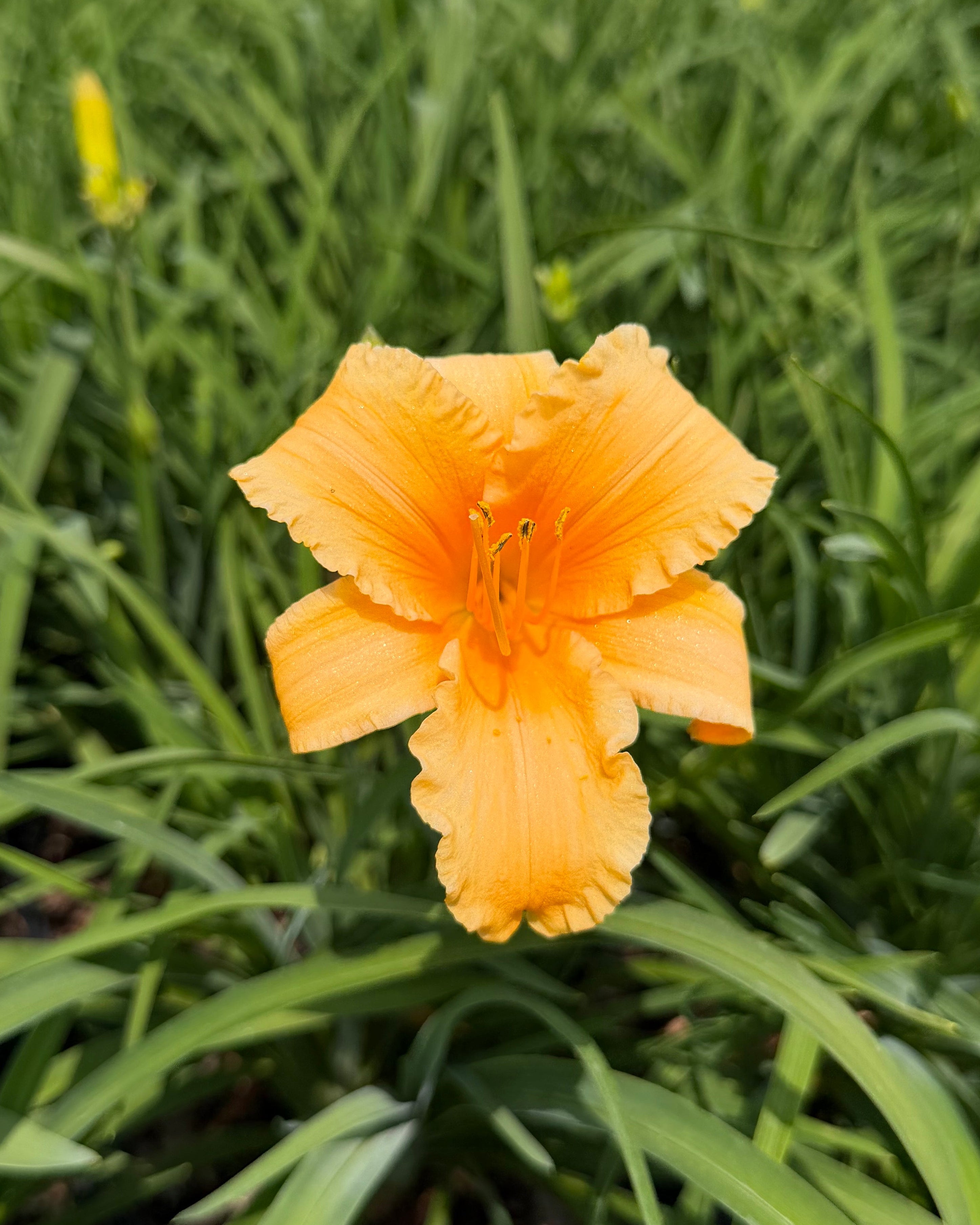 Perennial Farm Marketplace Hemerocallis Joan Senior Daylily - Thumbnail 2