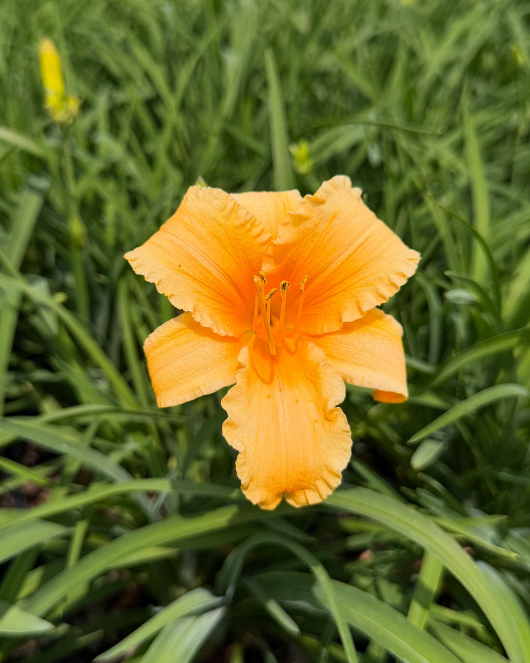 Hemerocallis 'Apricot Sparkles' (Daylily)