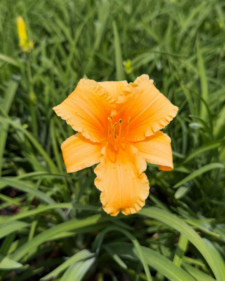 Hemerocallis 'Apricot Sparkles' (Daylily)