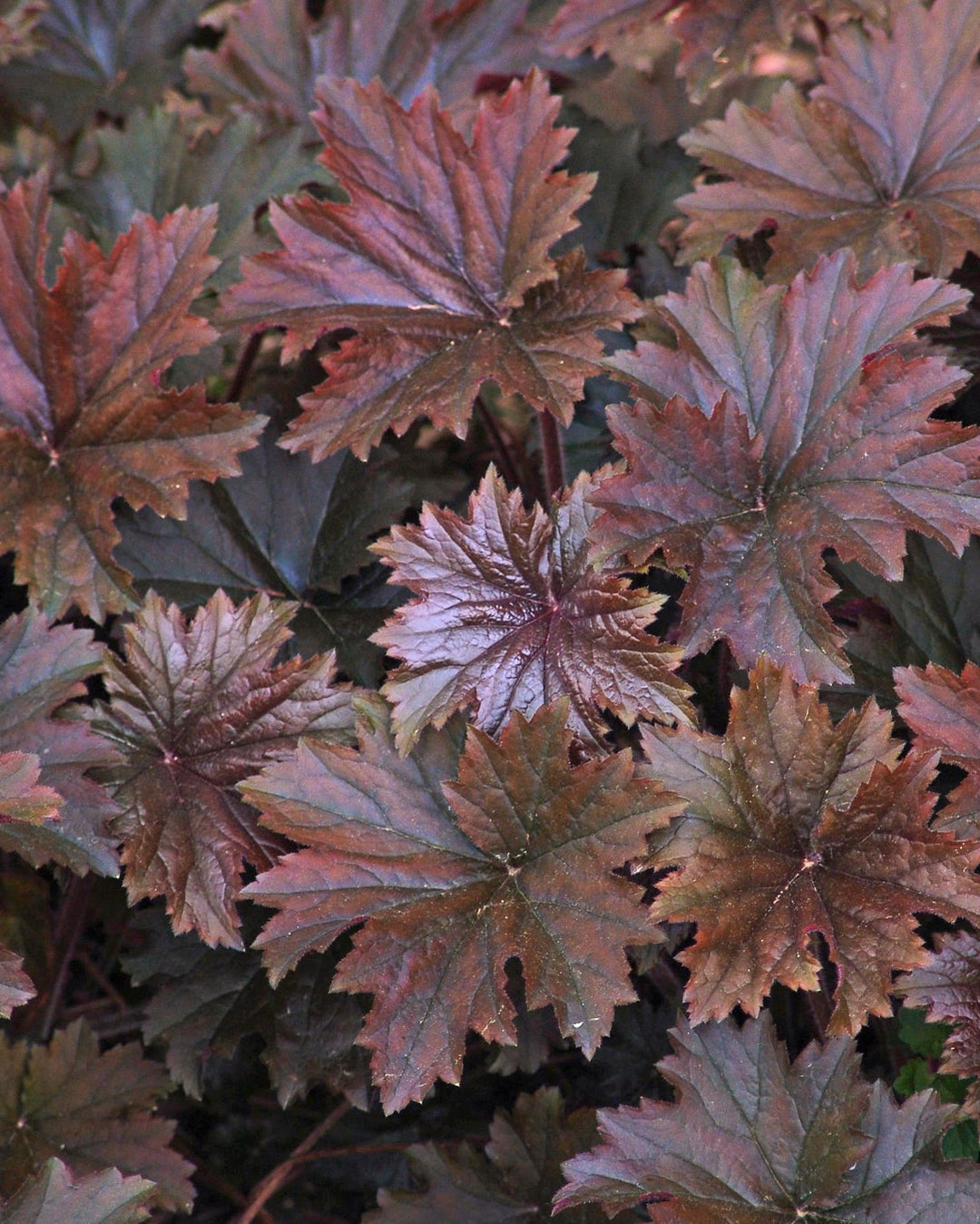 Heuchera v. ‘Bronze Wave’ (Coral Bells)