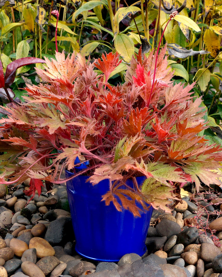 Heuchera Fyre Wing™ ‘Amber’ (Coral Bells)