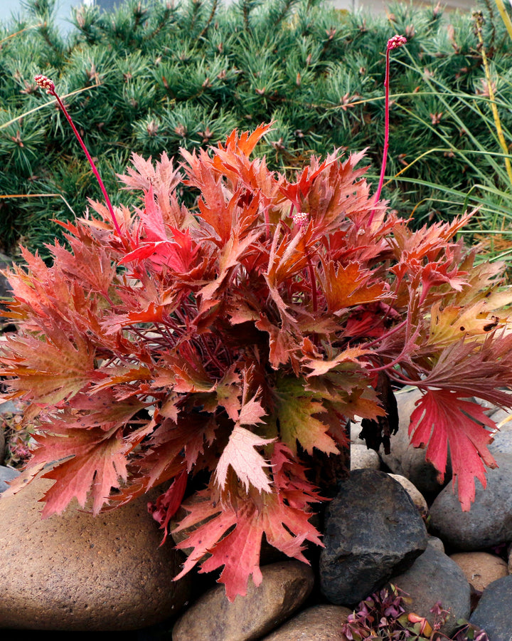 Heuchera Fyre Wing™ ‘Amber’ (Coral Bells)
