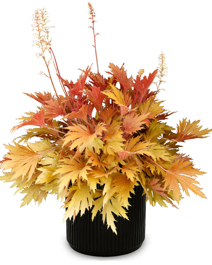 Heuchera Fyre Wing™ ‘Amber’ (Coral Bells)