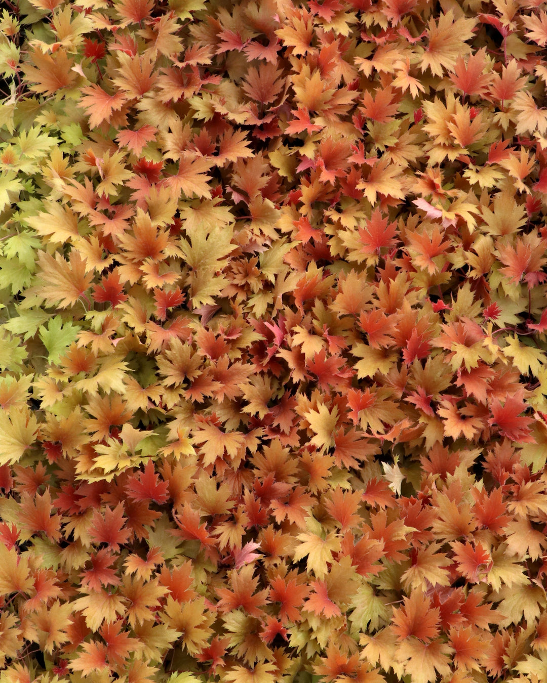 Heuchera Fyre Wing™ ‘Amber’ (Coral Bells)
