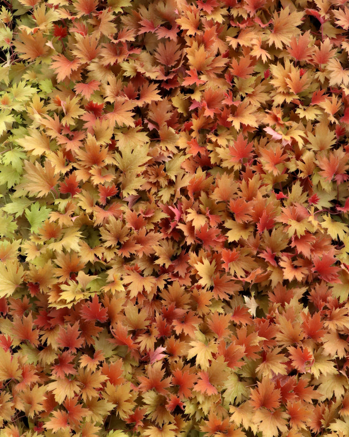 Heuchera Fyre Wing™ ‘Amber’ (Coral Bells)