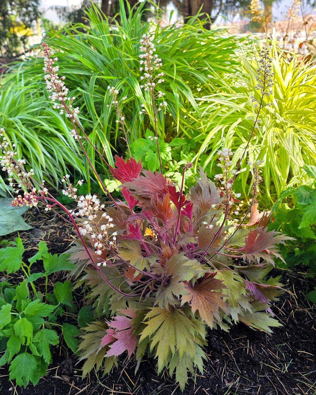 Heuchera Fyre Wing™ ‘Amber’ (Coral Bells)