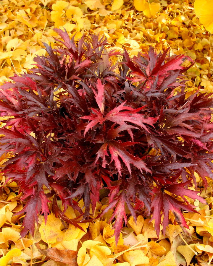 Heuchera Fyre Wing™ ‘Hematite’ (Coral Bells)