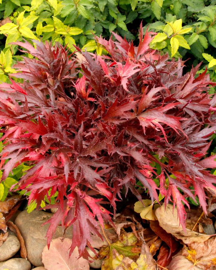 Heuchera Fyre Wing™ ‘Hematite’ (Coral Bells)