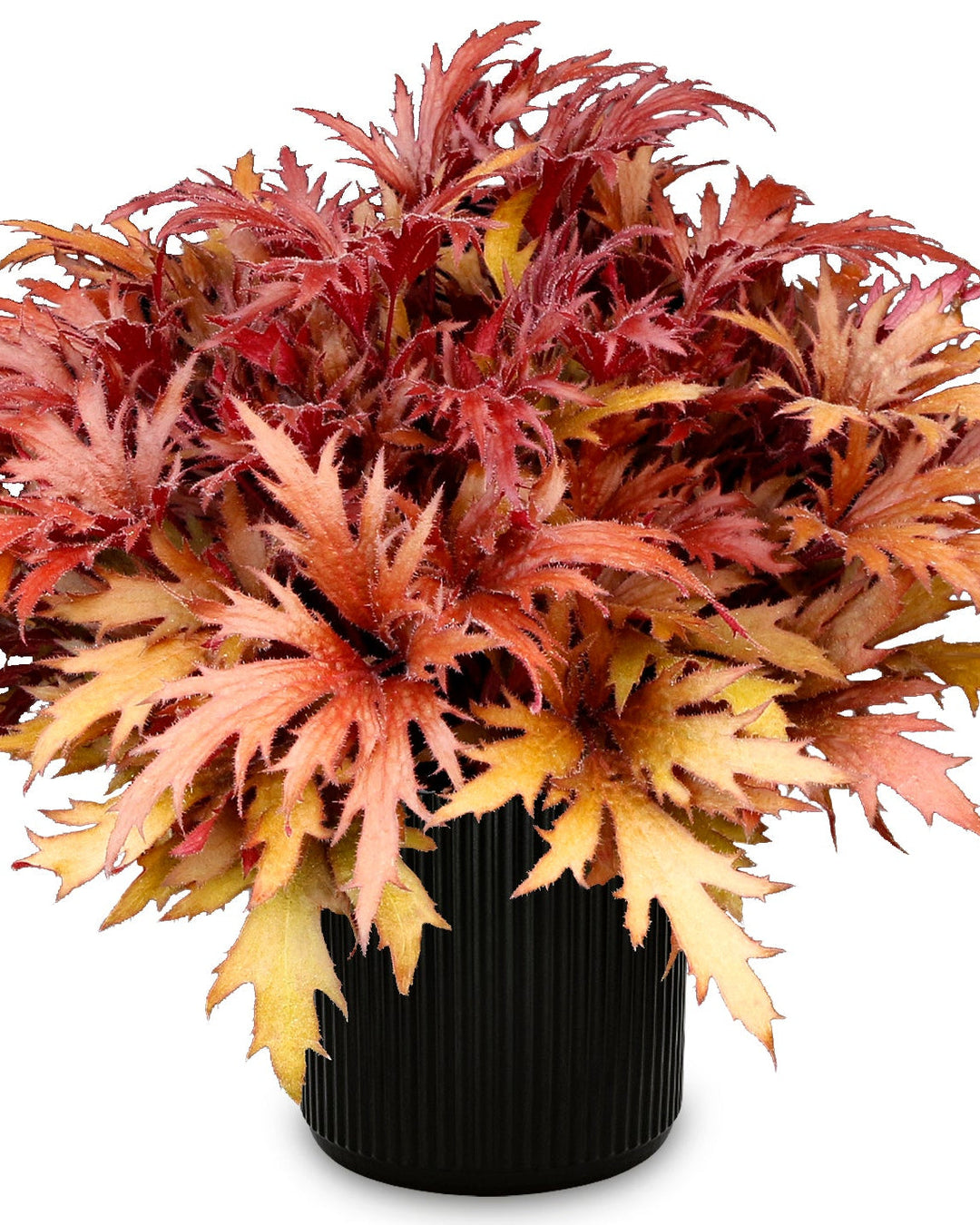 Heuchera Fyre Wing™ ‘Hematite’ (Coral Bells)