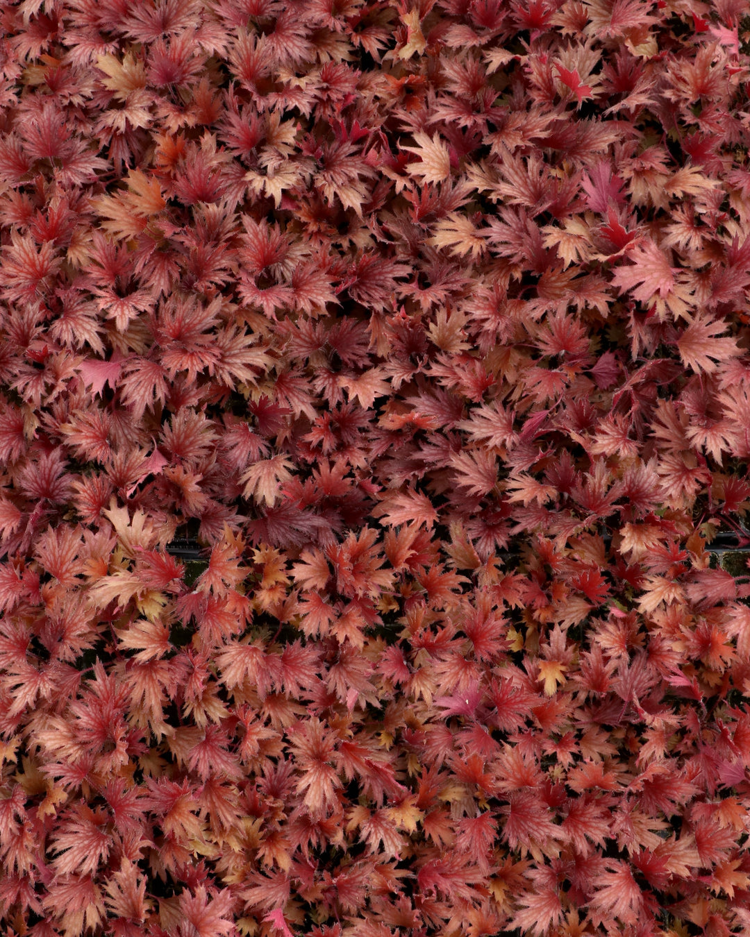 Heuchera Fyre Wing™ ‘Hematite’ (Coral Bells)