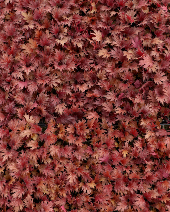 Heuchera Fyre Wing™ ‘Hematite’ (Coral Bells)