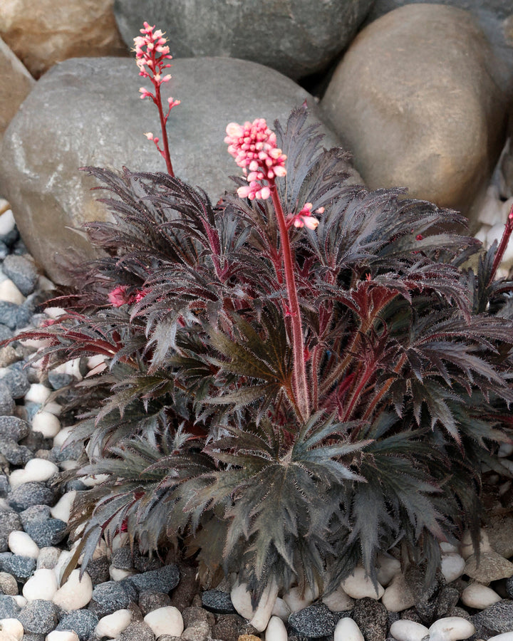 Heuchera Fyre Wing™ ‘Jet’ (Coral Bells)