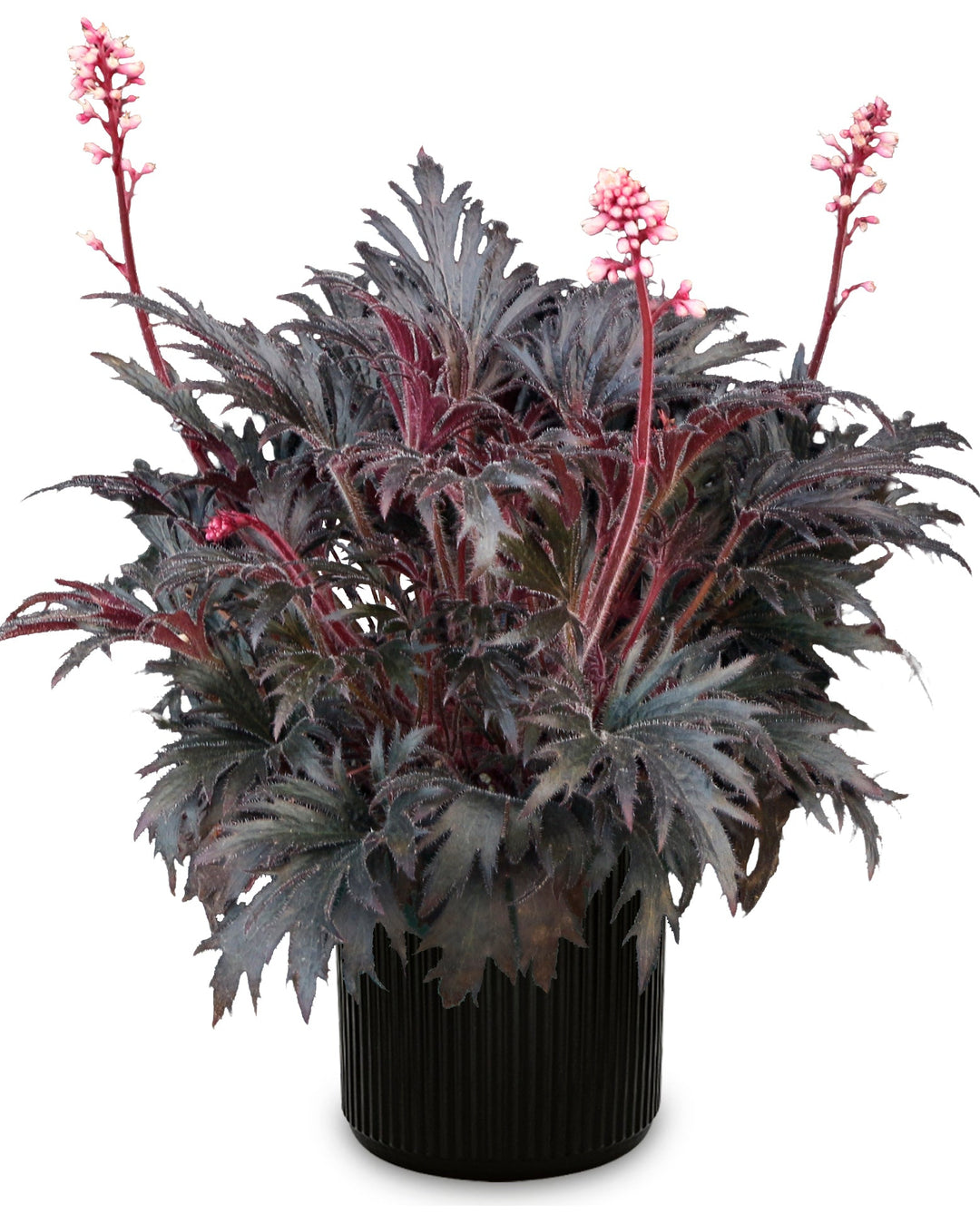 Heuchera Fyre Wing™ ‘Jet’ (Coral Bells)