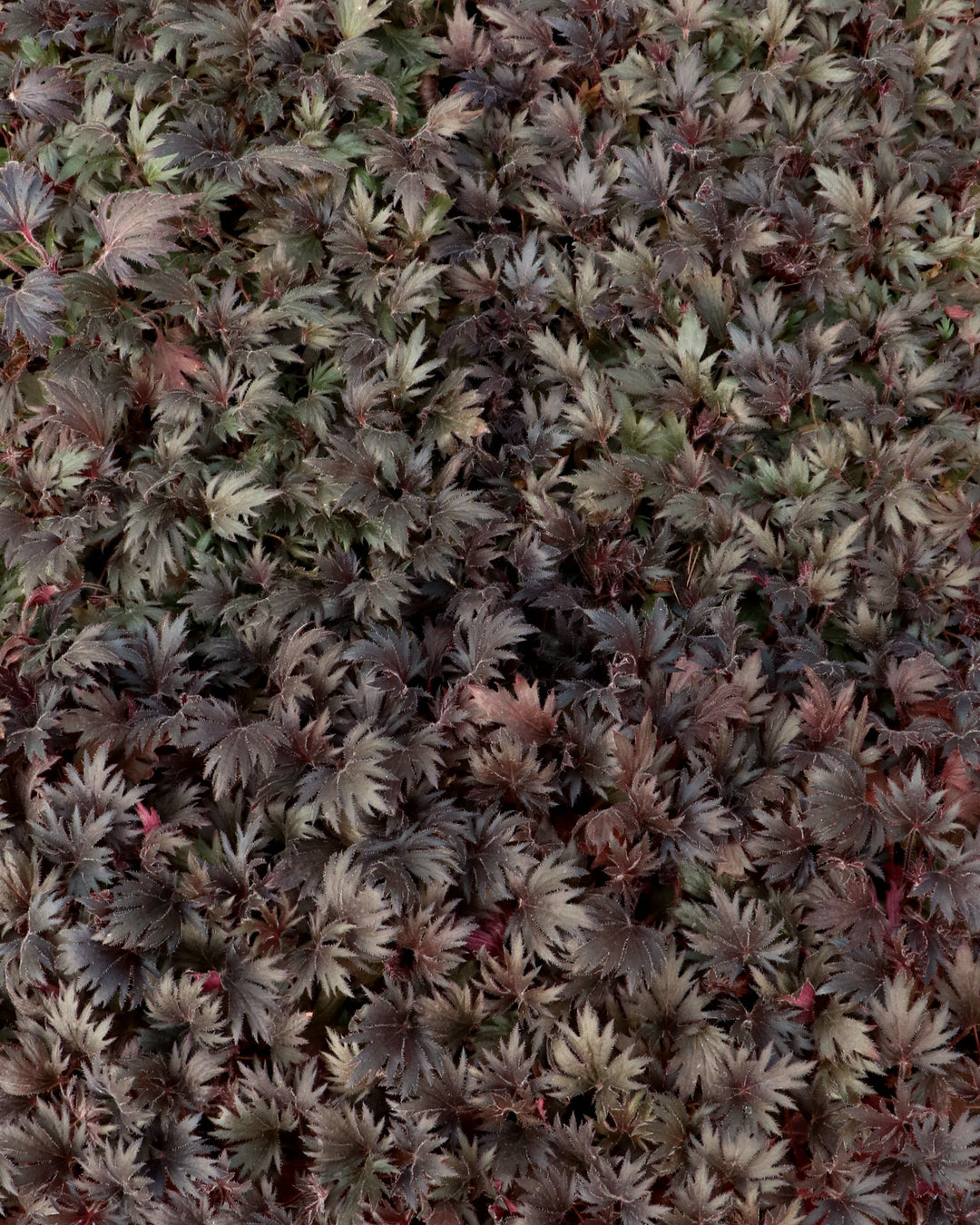 Heuchera Fyre Wing™ ‘Jet’ (Coral Bells)