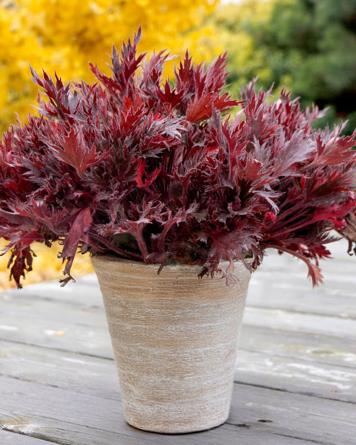Heuchera Fyre Wing™ ‘Spinel’ (Coral Bells)