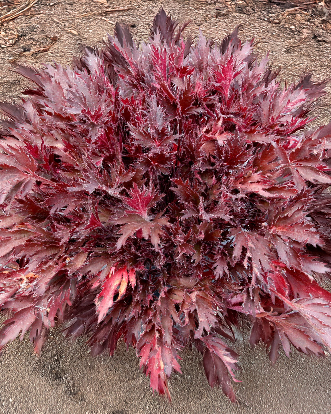 Heuchera Fyre Wing™ ‘Spinel’ (Coral Bells)